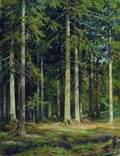 Еловый лес - 1891 год