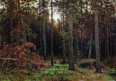Сосновый лес 1885