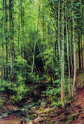 Лес-осинник - 1896 год